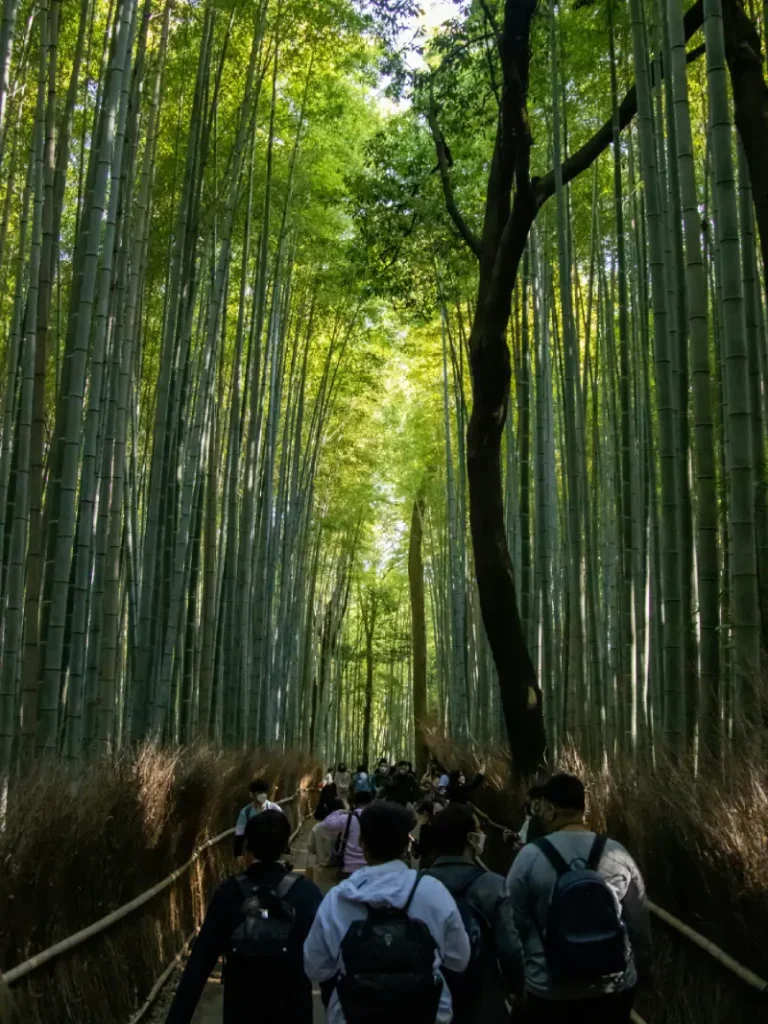 Arashiyama Bamboo Grove
