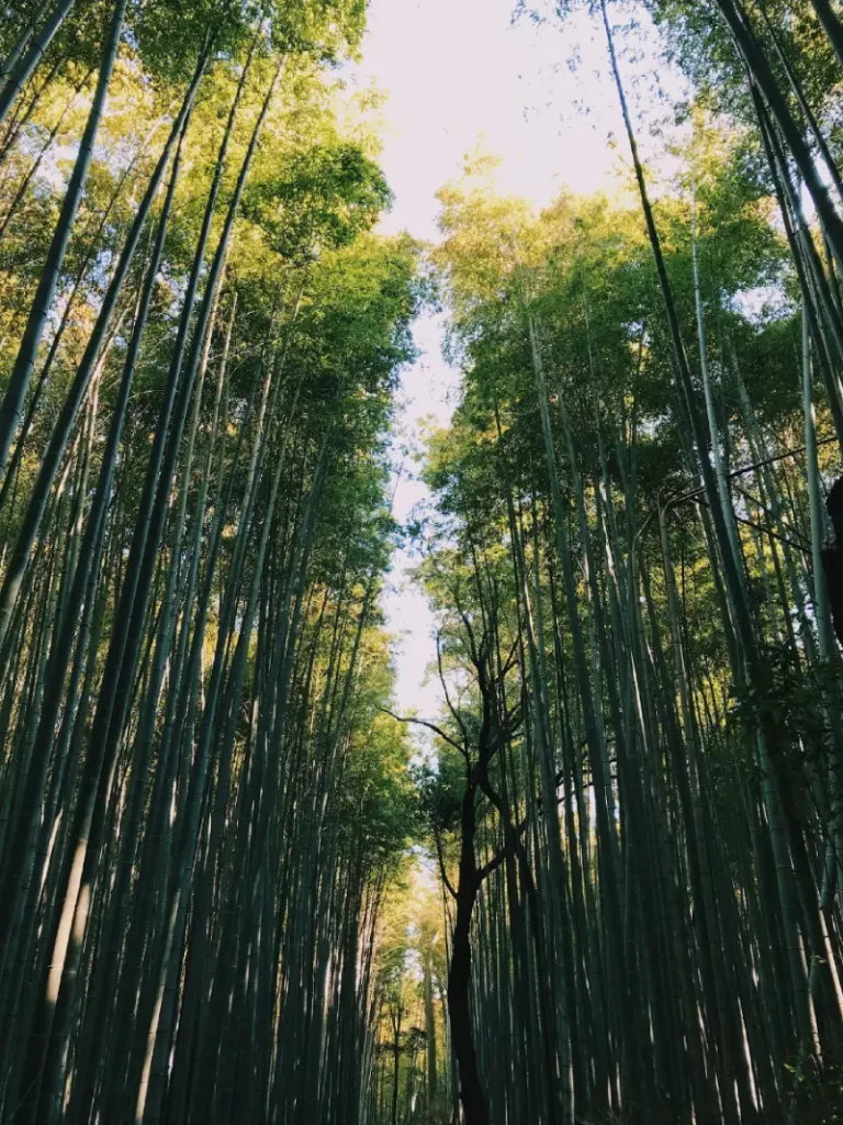 Arashiyama Bamboo Grove