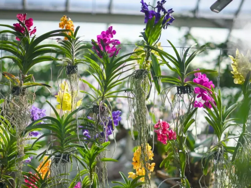 Orchid Festival at Kew Gardens