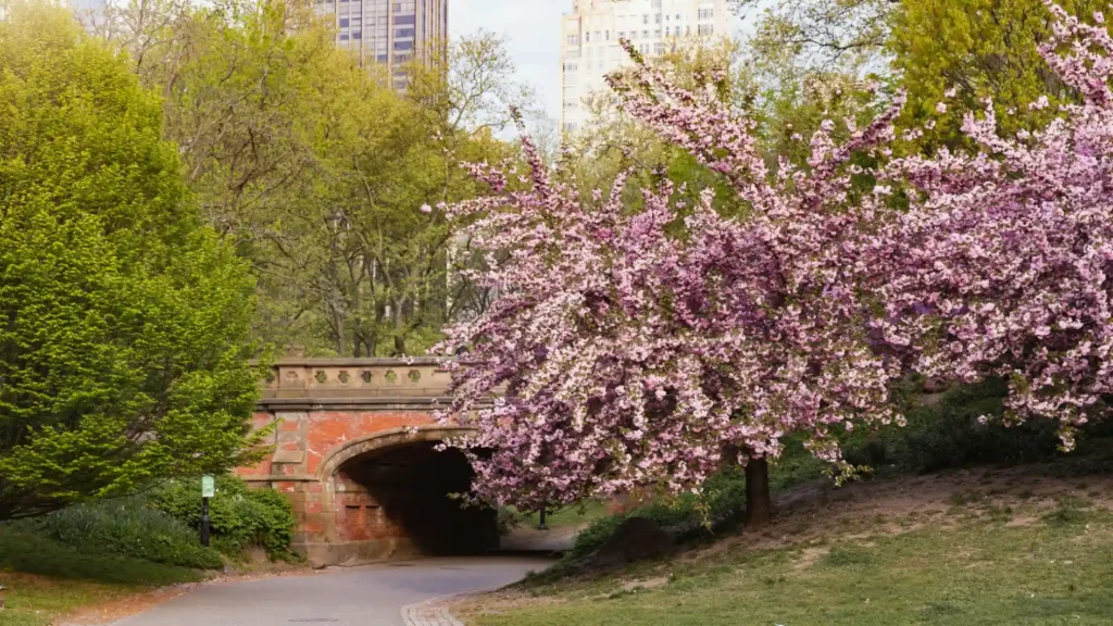 Central Park Cherry Blossom