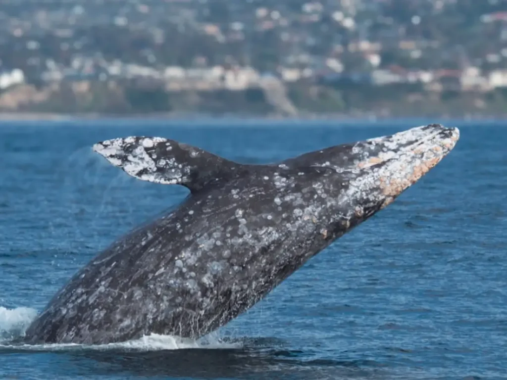 Dana Point Festival of Whales