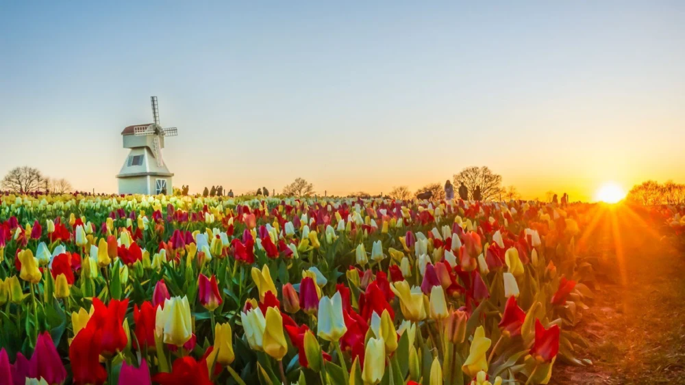 Tulleys Tulip Fest