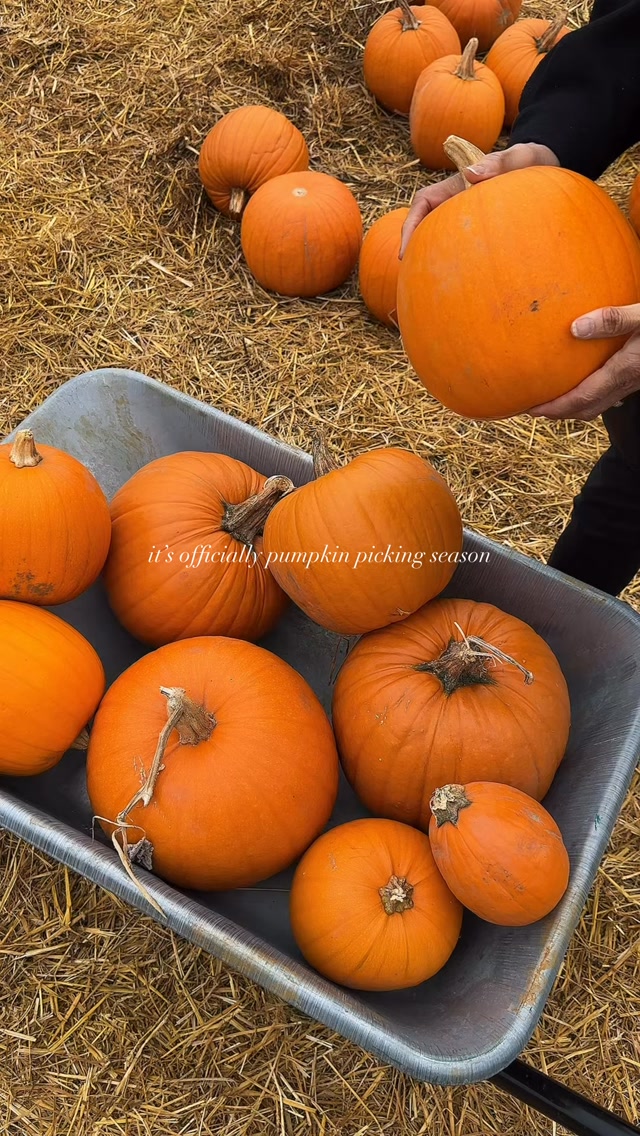The girls trip to a pumpkin farm is always going to be a good idea 🎃

📍Cotswold Farm Park

#pumpkin #pumpkinseason #fallseason