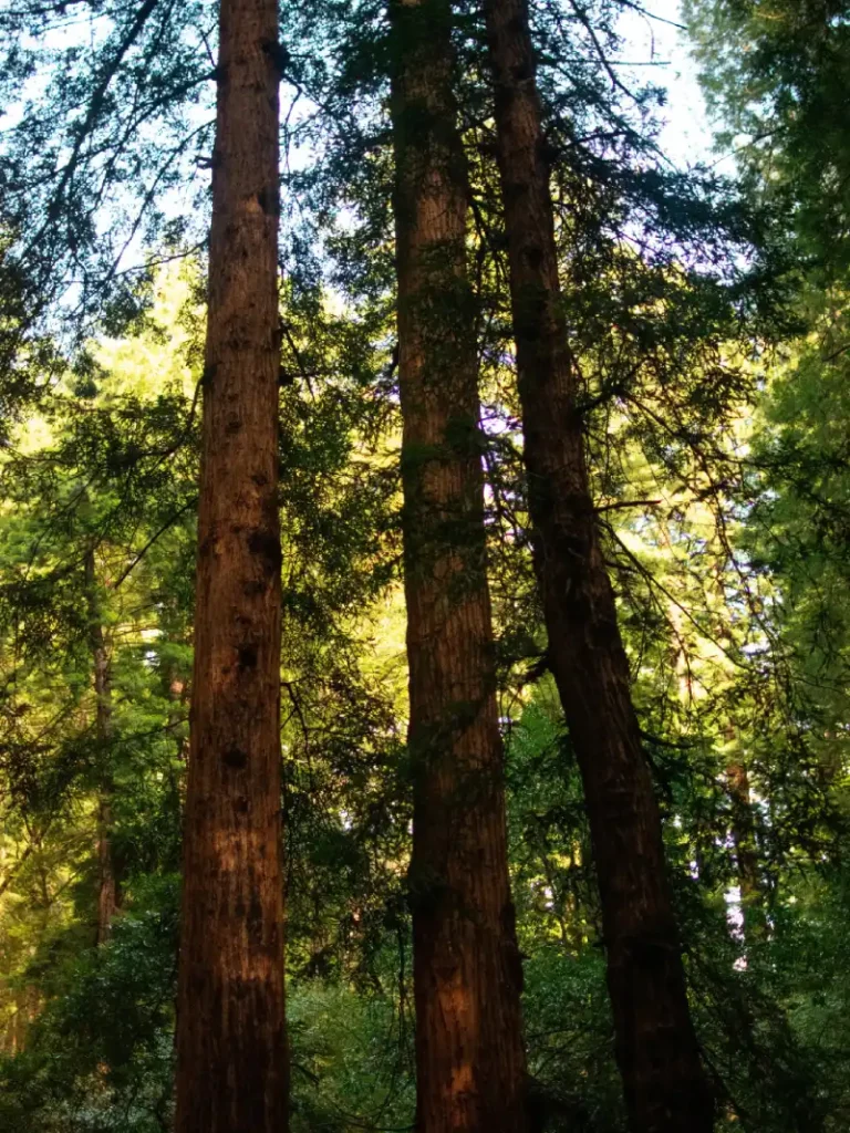Muir Woods