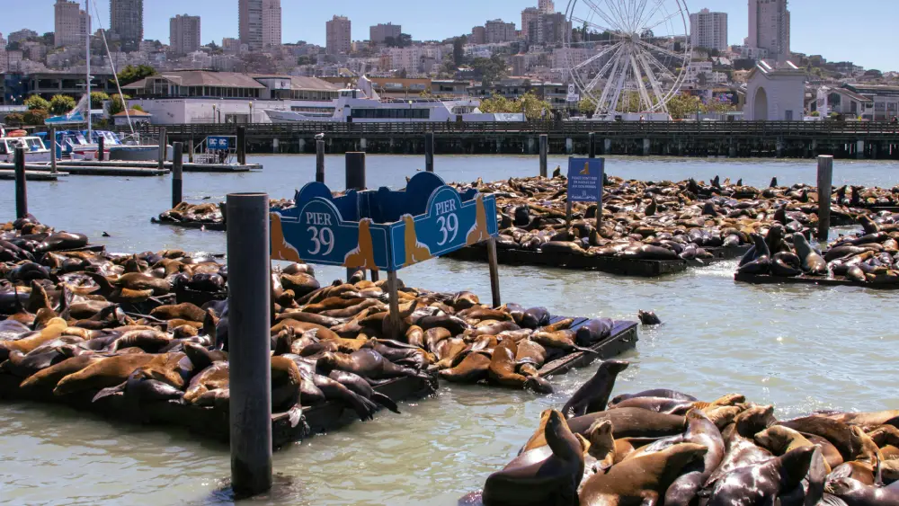 Pier 39 San Francisco