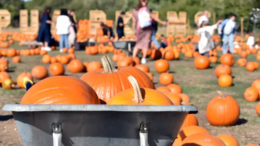 Hobbledown Heath Pumpkin Patch