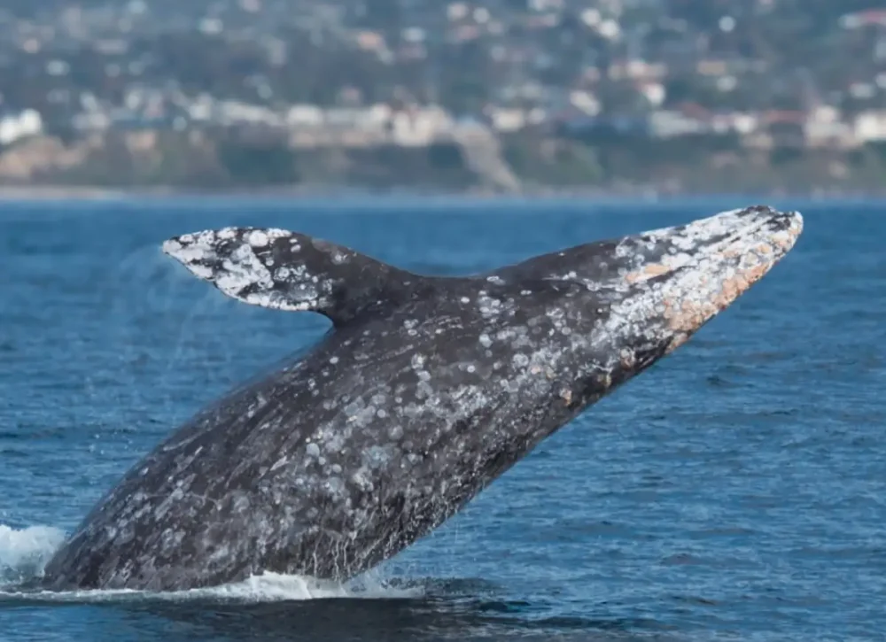 Dana Point Festival of Whales
